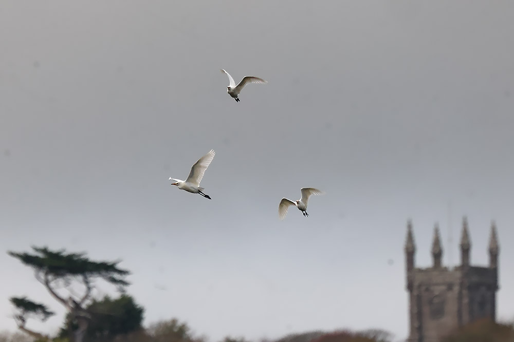 Cattle egrets